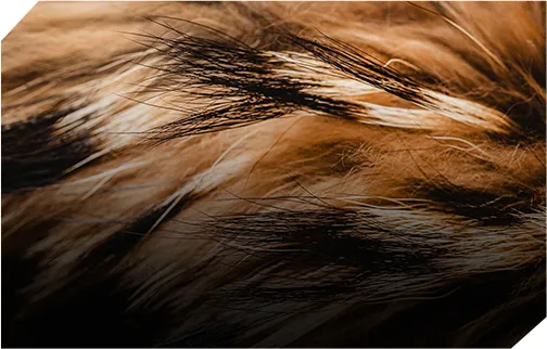 Hair Grooming with XGen
